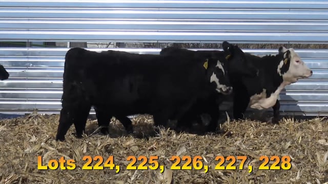 Lot #224 - BAX 717
