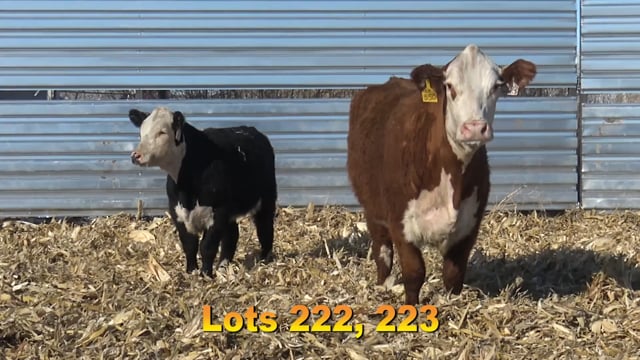 Lot #222 - BAX FOUNDATION 750