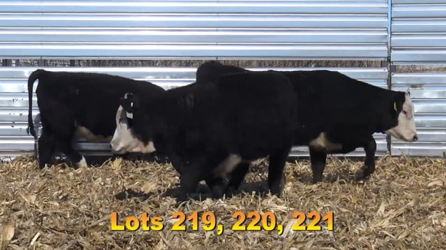 Lot #219 - BAX DYNASTY 762