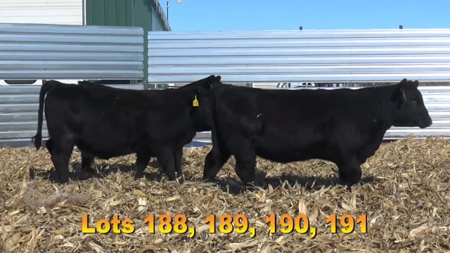 Lot #188 - BA ROCKY 7082