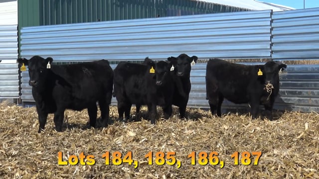 Lot #184 - BA BLOCK PARTY 7791