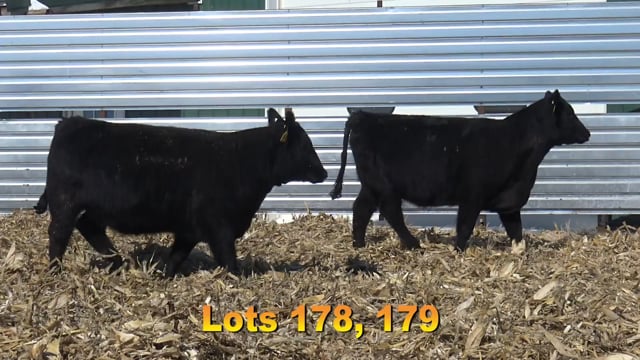 Lot #178 - BA LIMELIGHT 775