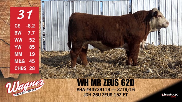Lot #31 - WH MR ZEUS 62D