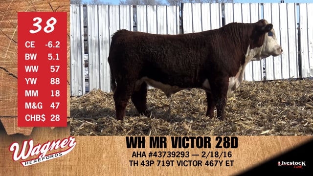Lot #38 - WH MR VICTOR 28D