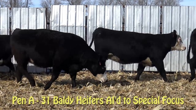 Lot #A - AI BRED BALDY HEIFERS