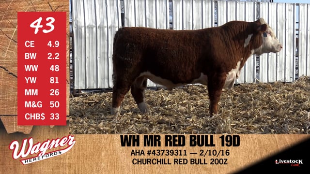 Lot #43 - WH MR RED BULL 19D