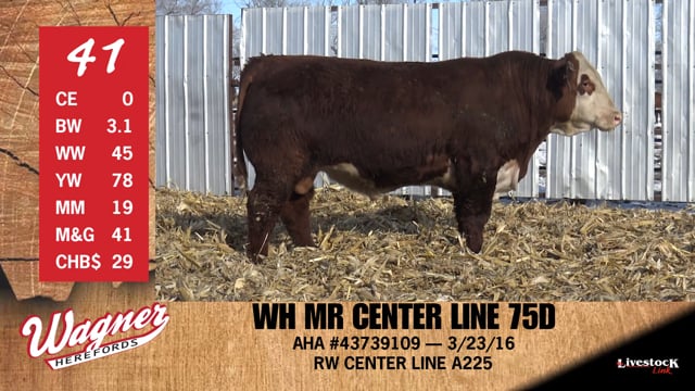 Lot #41 - WH MR CENTER LINE 75D