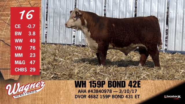 Lot #16 - WH 159P BOND 42E