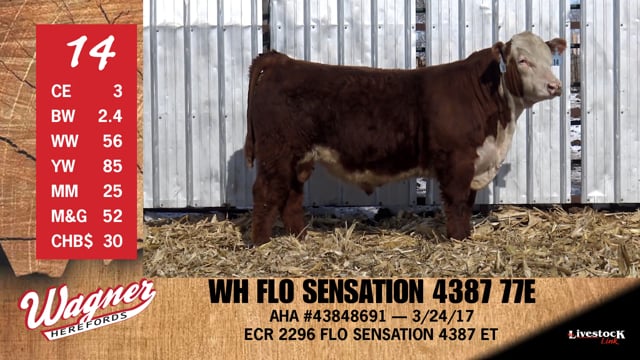 Lot #14 - WH FLO SENSATION 4387 77E