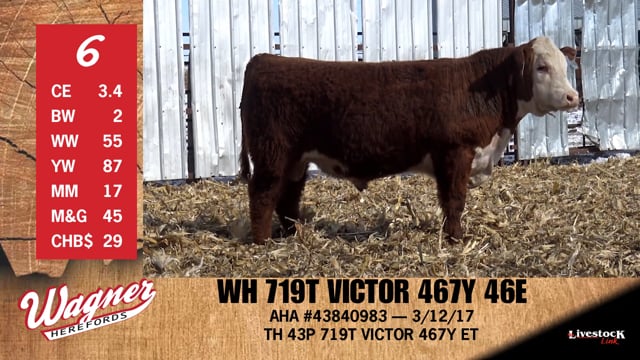 Lot #6 - WH 719T VICTOR 467Y 46E