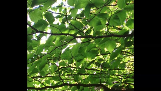 Klangmeditation - Achtsam hören