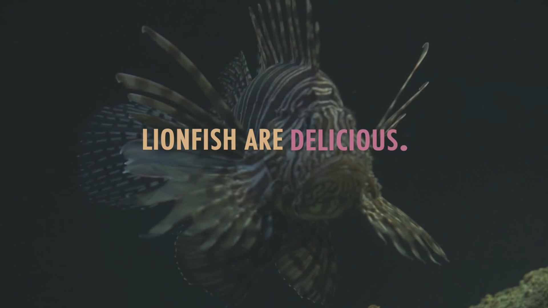 Lionfish are Delicious