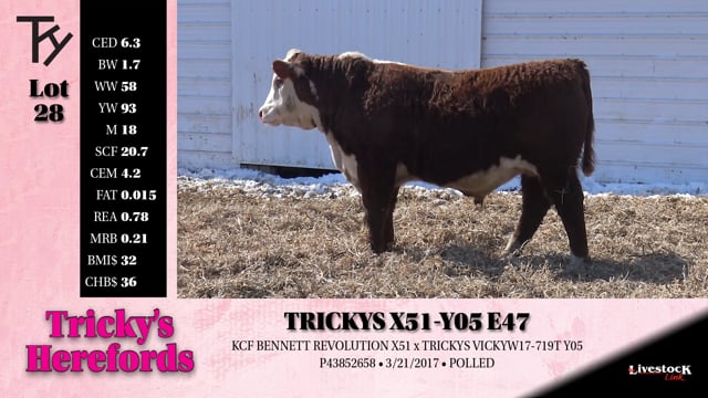 Lot #28 - 