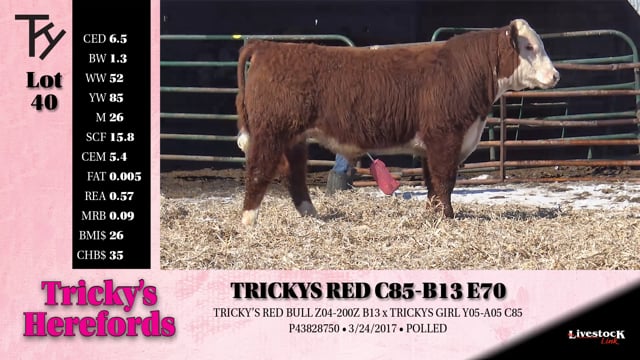 Lot #40 - 