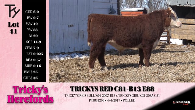 Lot #41 - 