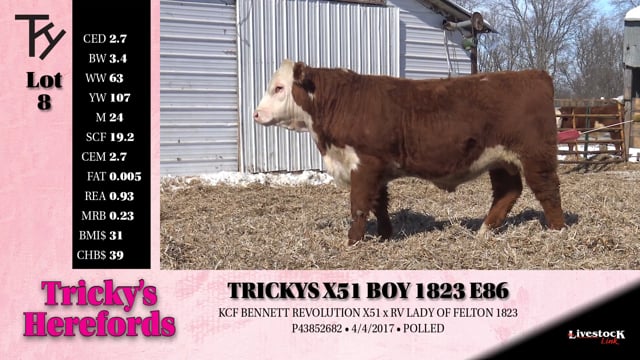 Lot #8 - 