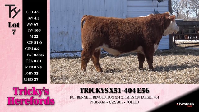 Lot #7 - 