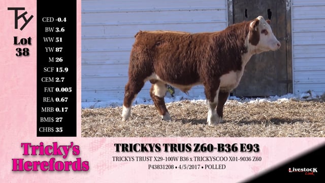 Lot #38 - 