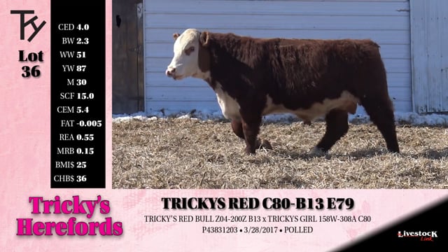 Lot #36 - 