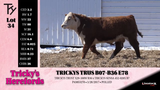 Lot #34 - 