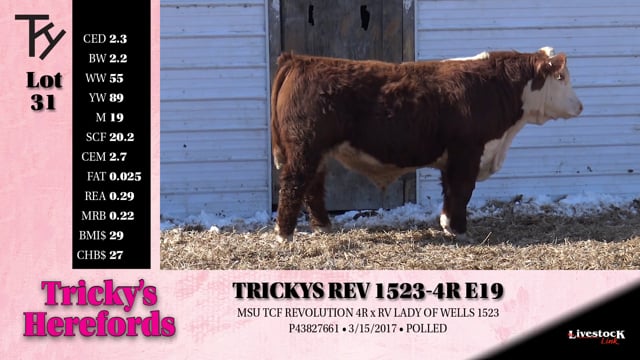 Lot #31 - 
