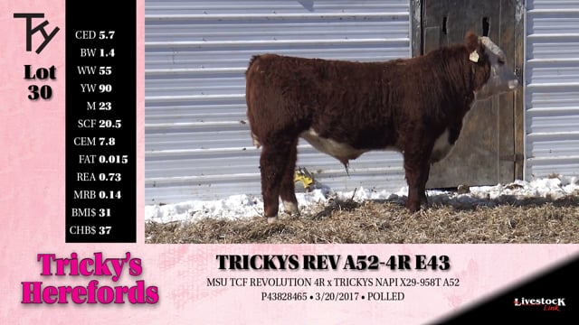 Lot #30 - 