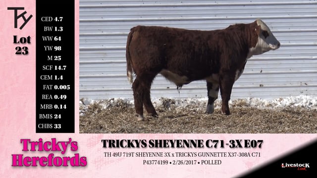 Lot #23 - 
