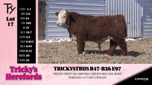 Lot #17 - 