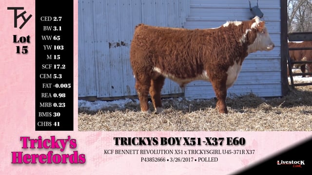 Lot #15 - 
