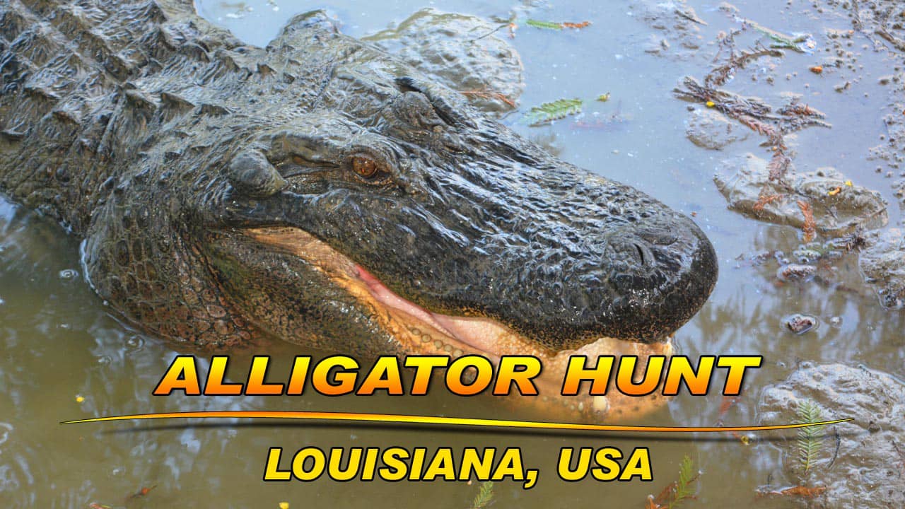 ALLIGATOR HUNTING: MONSTER OF THE BAYOU on Vimeo