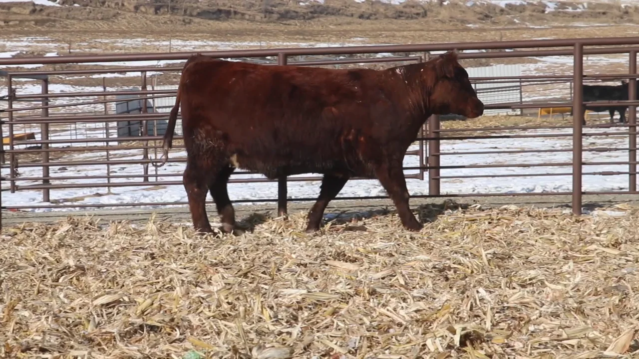 Lot 26  