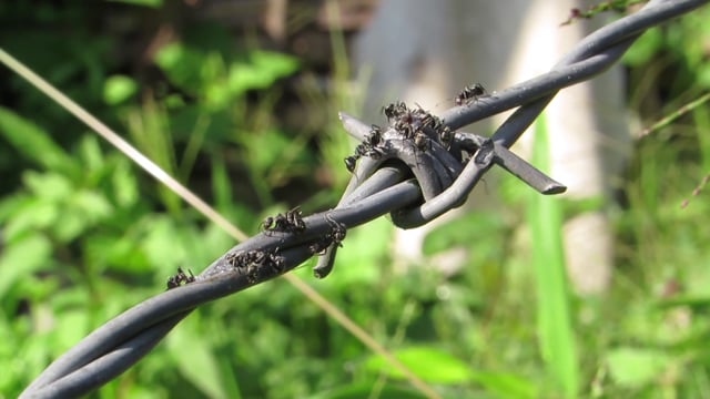Macro Insects Ants Barbed Wire - Free video on Pixabay