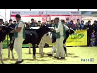 Terneras de 6 a 9 meses