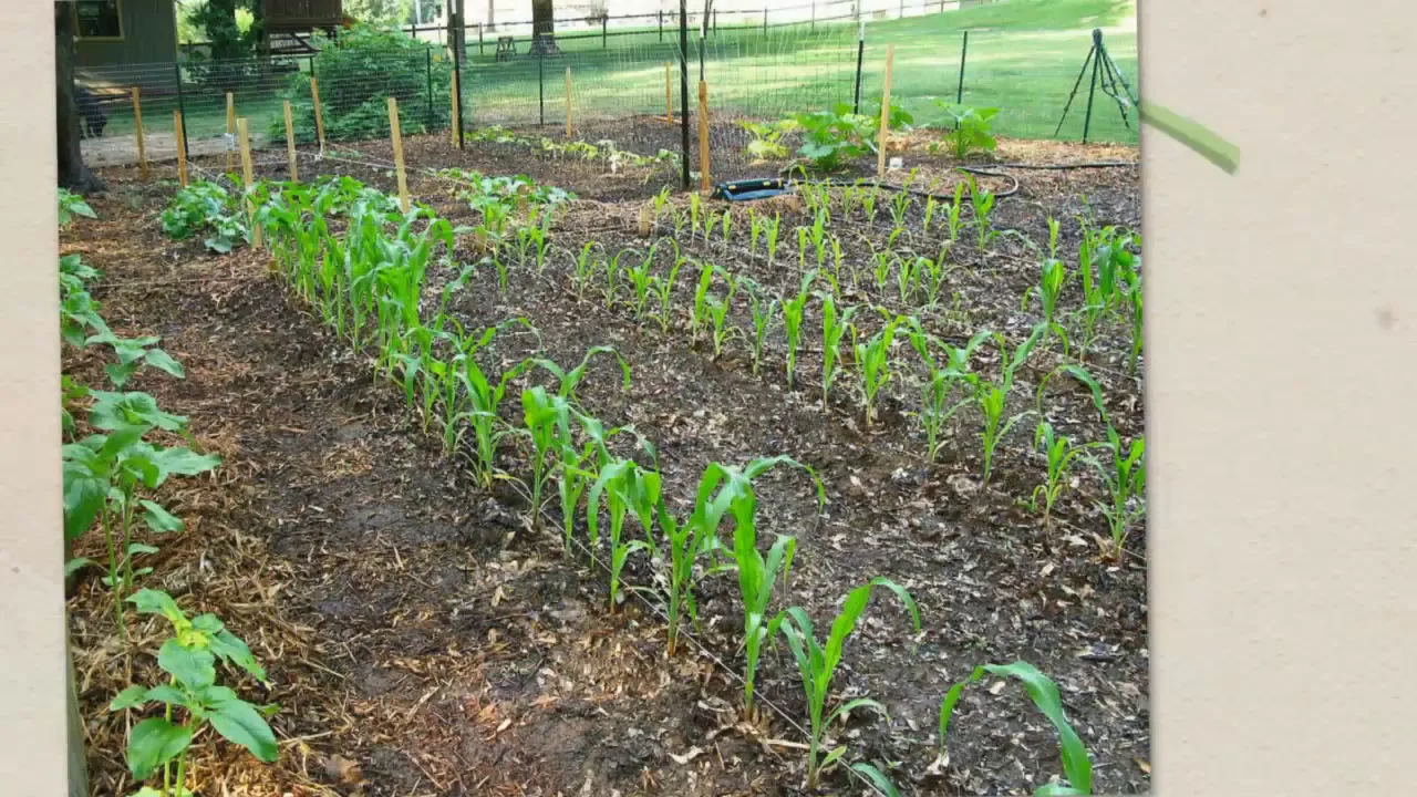 Кукуруза на дачном участке. Посадка кукурузы. Кукуруза растет на грядке. Кукуруза какую посадить. Кукуруза в открытом грунте.