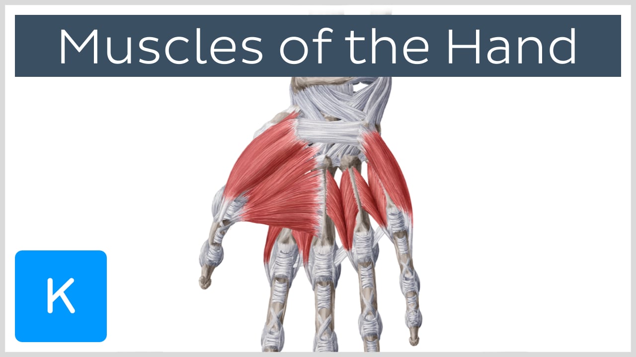 anatomy of grip how we hold different objects kenhub