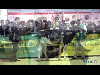 Terneras de 10 a 12 meses