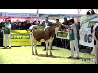 Terneras de 13 a 15 meses