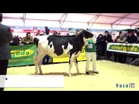 Novillas de 16 a 18 meses