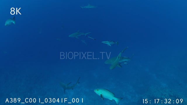 Grey Reef shark trying to flick remora off 8K