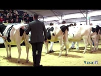 Novillas de 19 a 22 meses