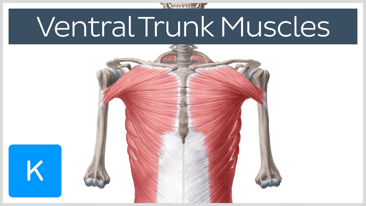 external oblique muscle