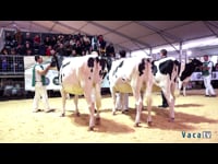 Novillas de 23 a 27 meses