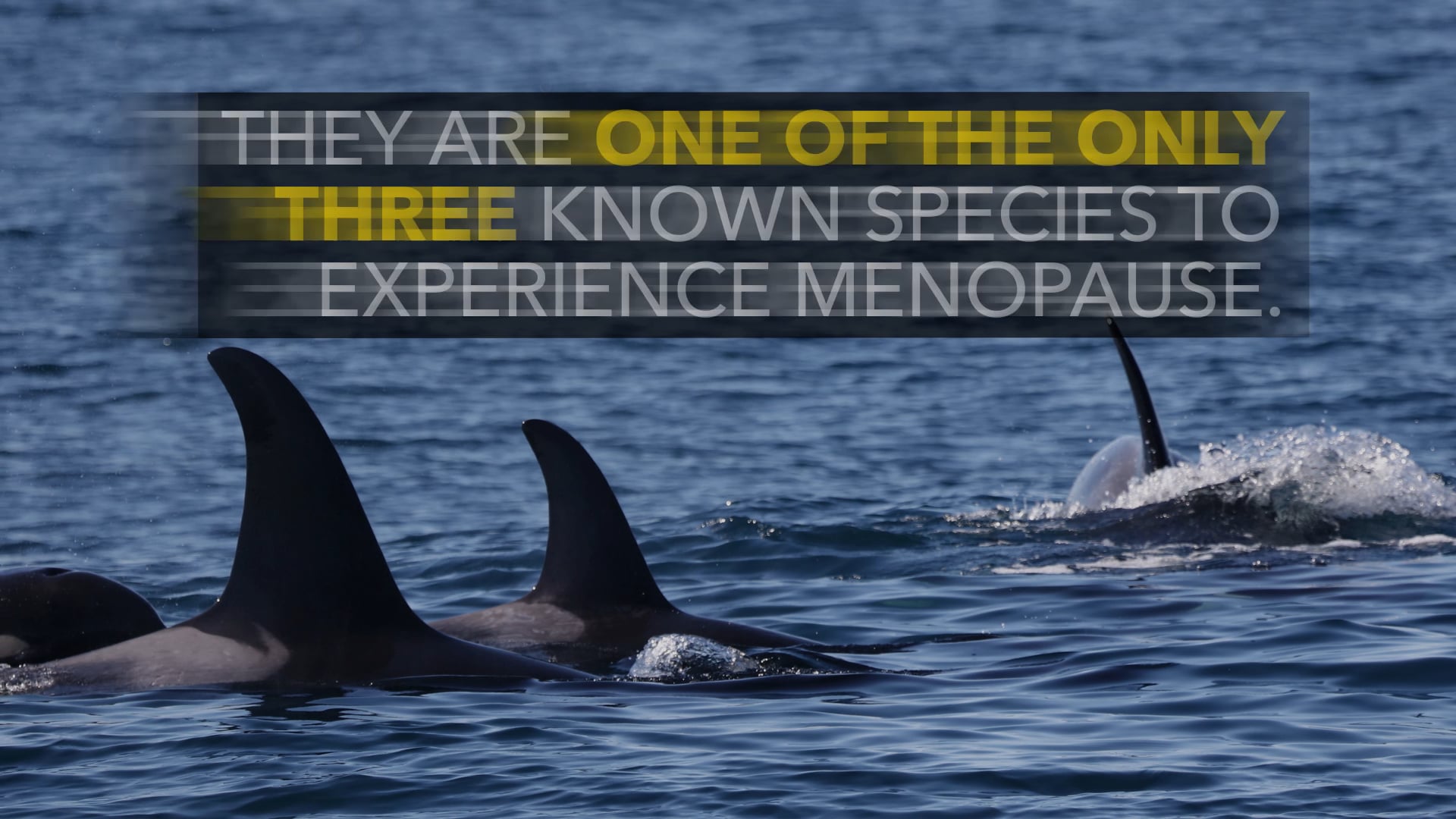 NATGEO Reason Why Killer Whales Go Through Menopause on Vimeo