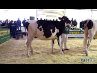 Novilla gran campeona