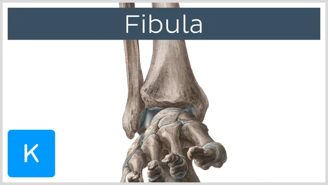Apex Of Fibula