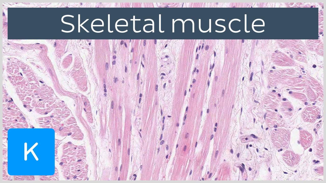 Skeletal Muscle Tissue Labeled Sarcolemma