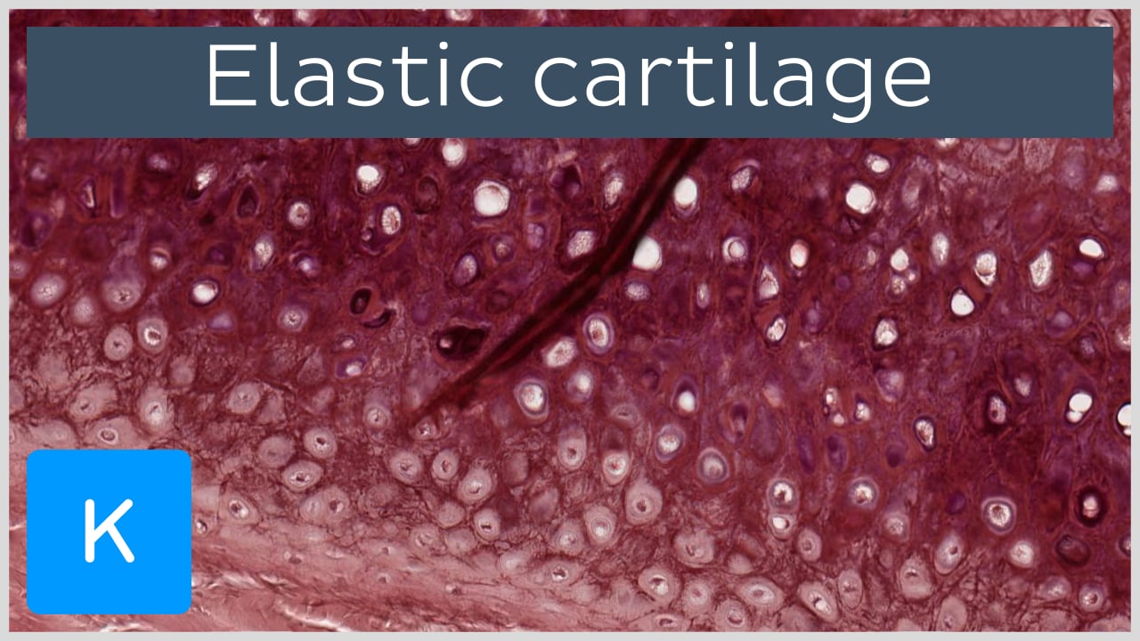 ear cartilage histology