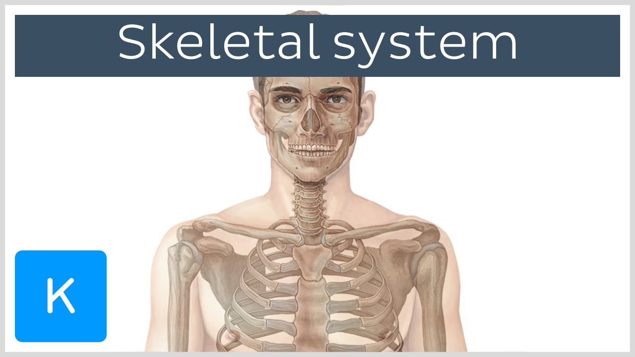 🏆 Skeletal System Meaning And Functions. Axial Skeleton Anatomy ...