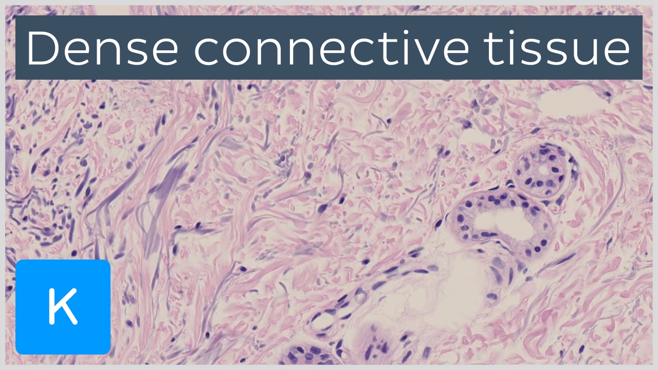 loose connective tissue slide