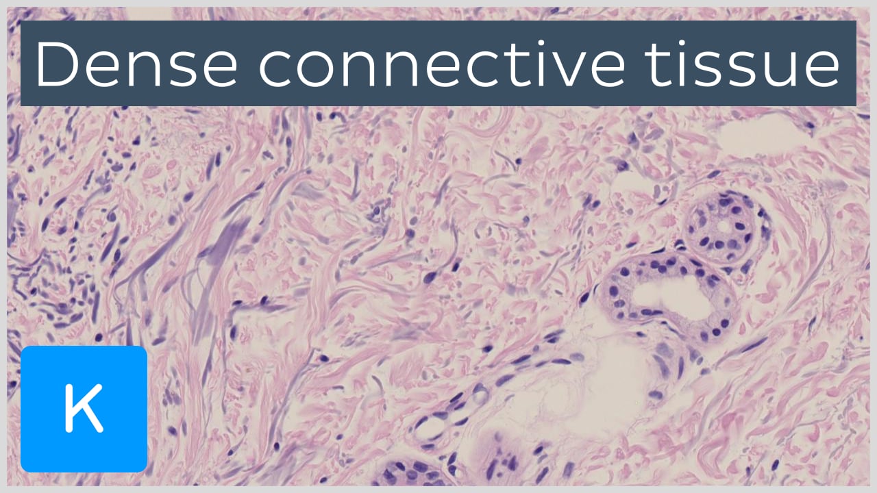 connective tissue labeled diagram